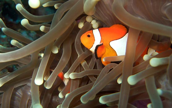 Clown fish. Foto: Flickr / Per Edin