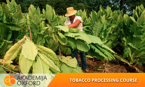 Tobacco processing