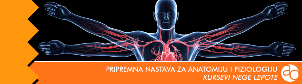 Kurs i obuka pripremne nastave za anatomiju i fiziologiju u okviru neformalnog obrazovanja