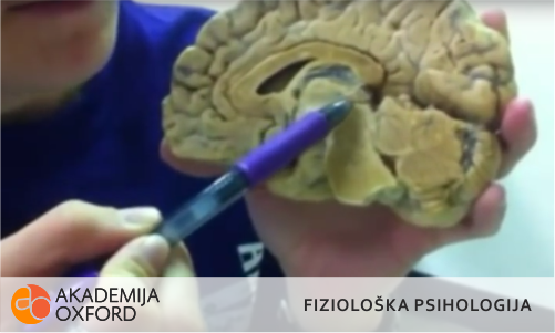 Prevodjenje tekstova iz oblasti fiziološke psihologije