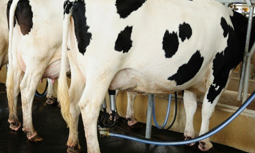 Stručni kursevi i obuke: Rad na sistemu za mašinsku mužu krava