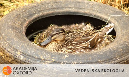 Prevajanje besedil s področja vedenjske ekologije